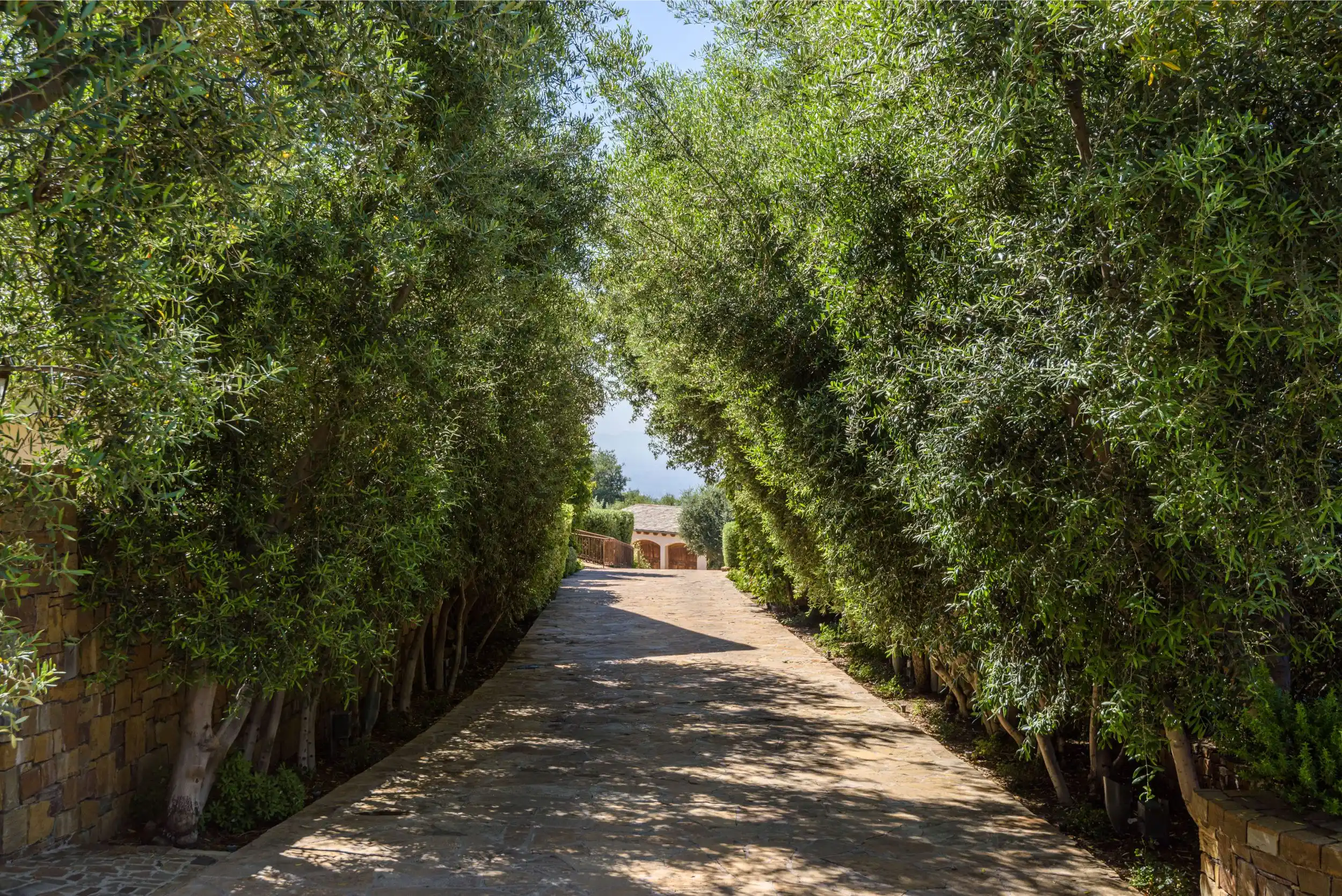 Torreyson tree-lined private driveway